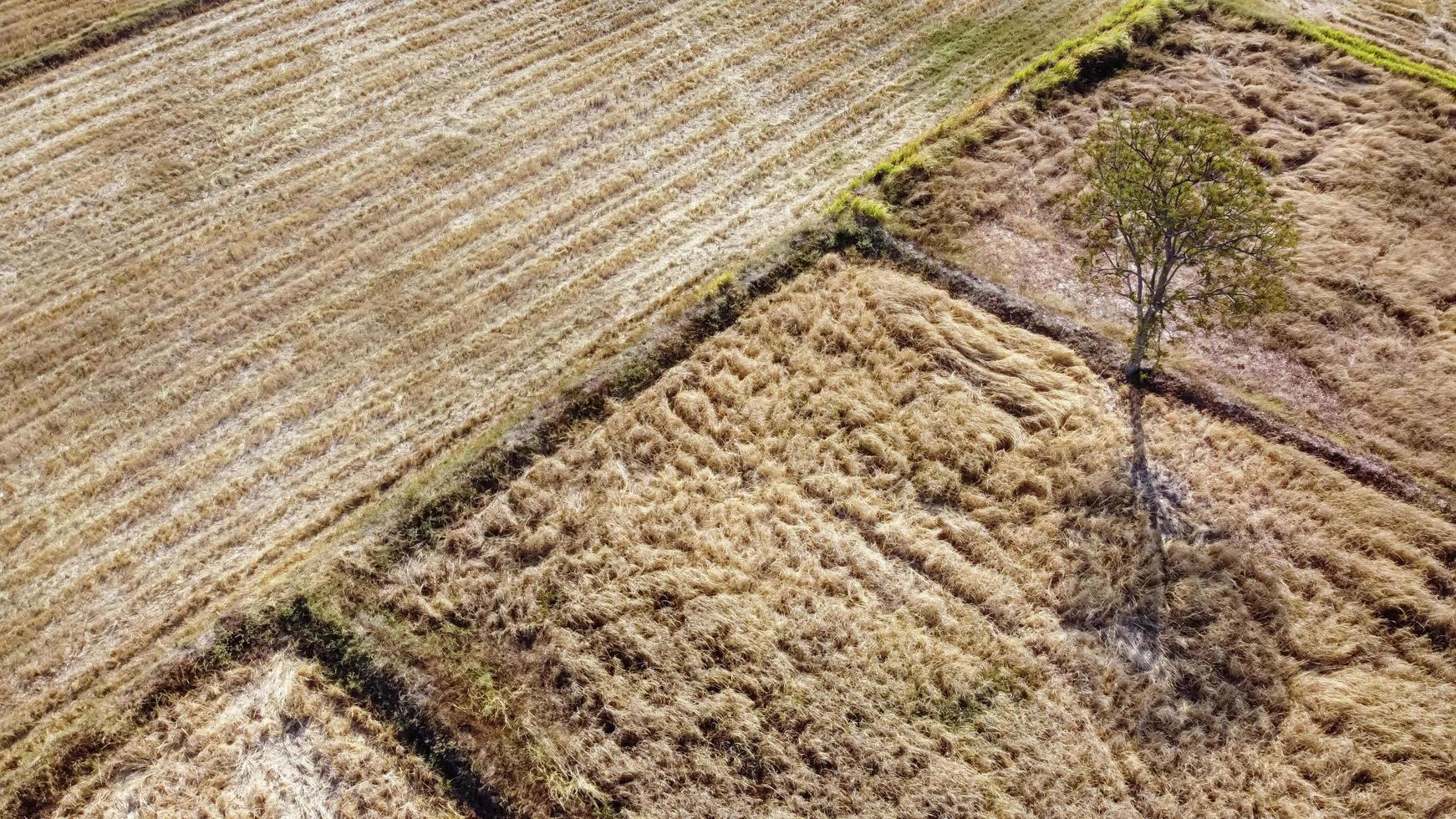 aereo Visualizza, agricolo complotto, siccità condizioni dopo raccolta stagione, fuco fotografia. foto