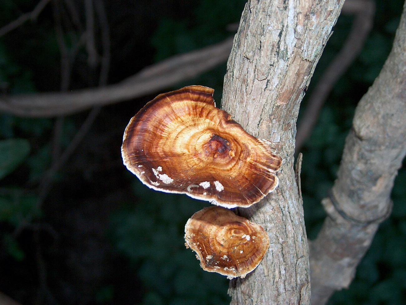 fungo selvatico su un ramo foto
