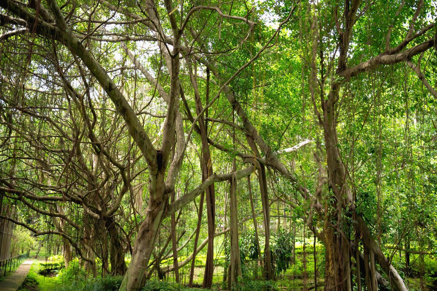 paesaggio della foresta verde foto