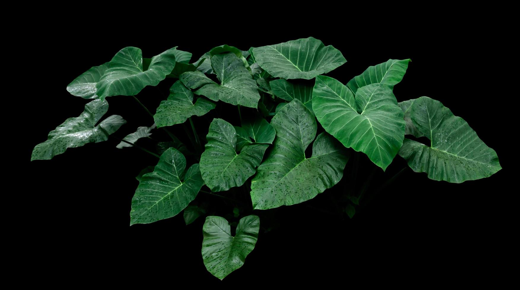 foglie di monstera tropicale foto