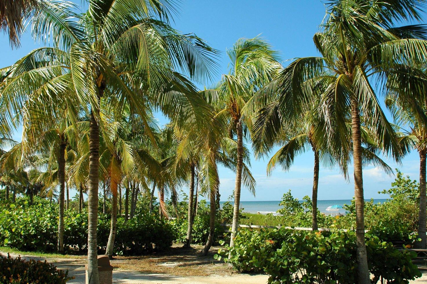 palme sulla spiaggia foto