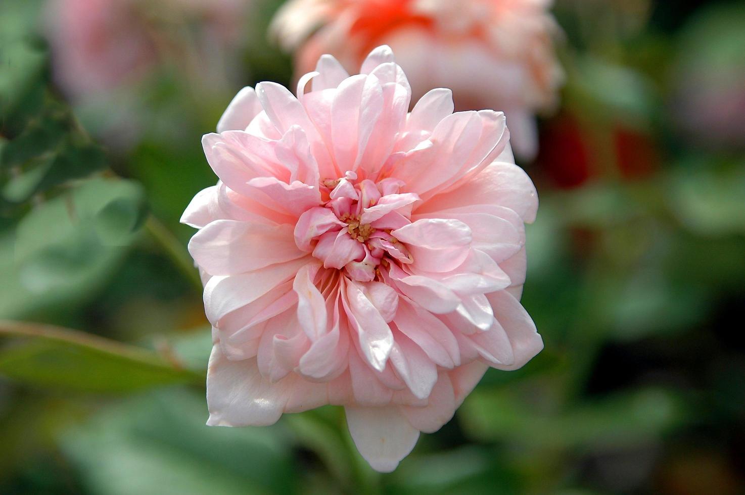 rosa rosa in giardino foto