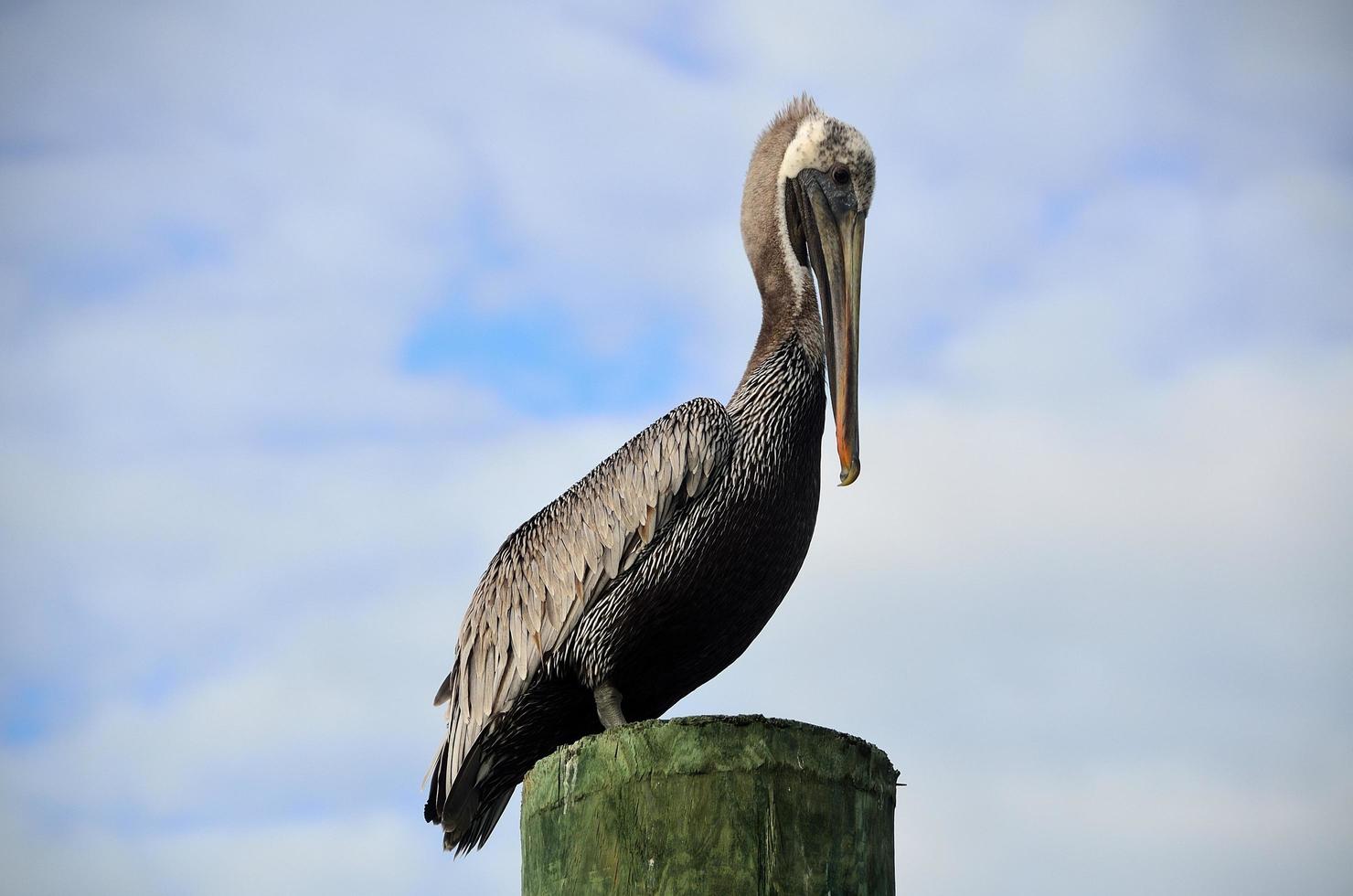 pellicano che riposa su un palo foto