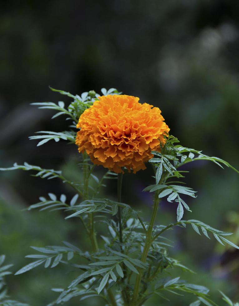 calendula messicana foto