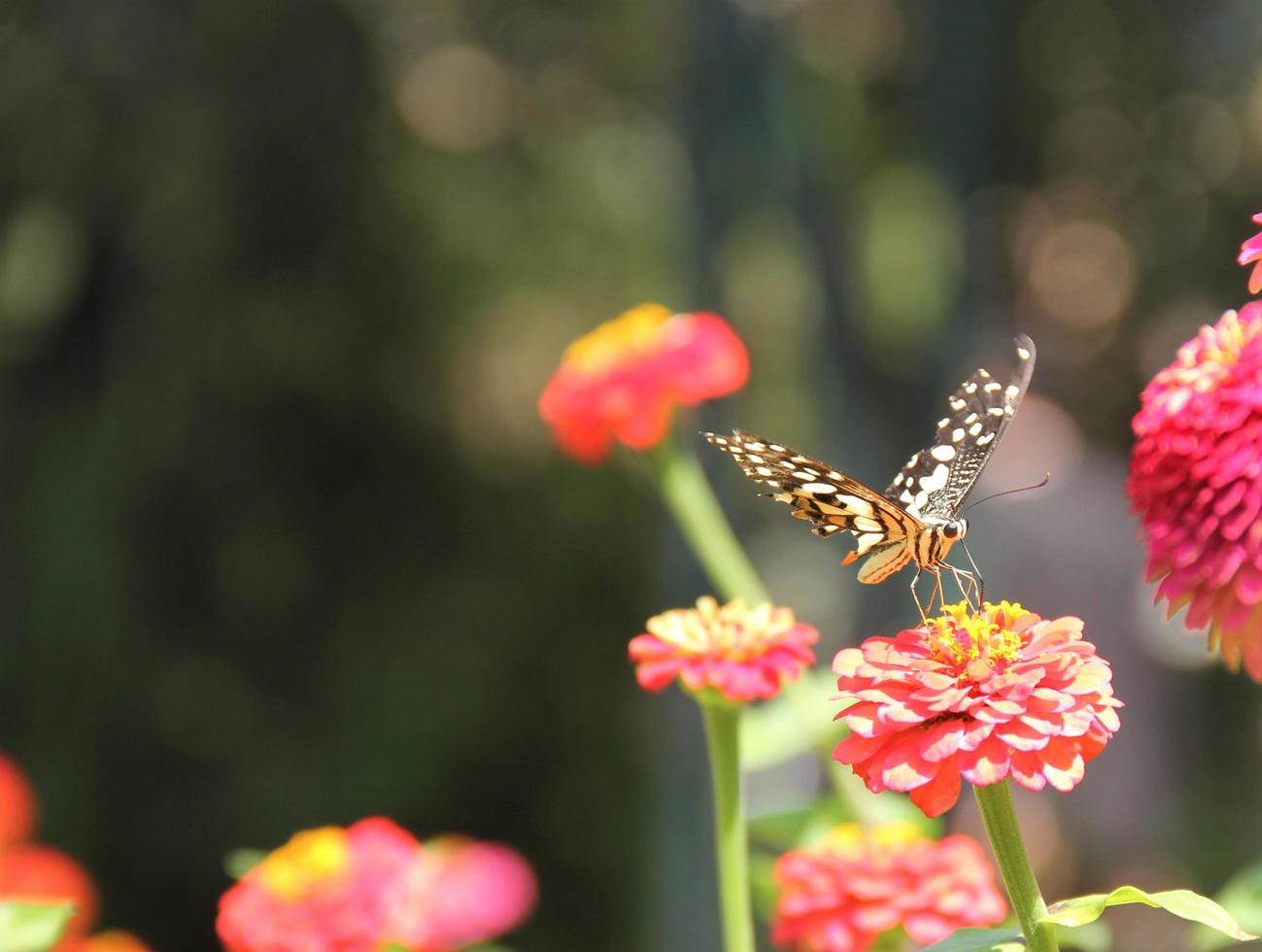 fiori rossi e la farfalla foto