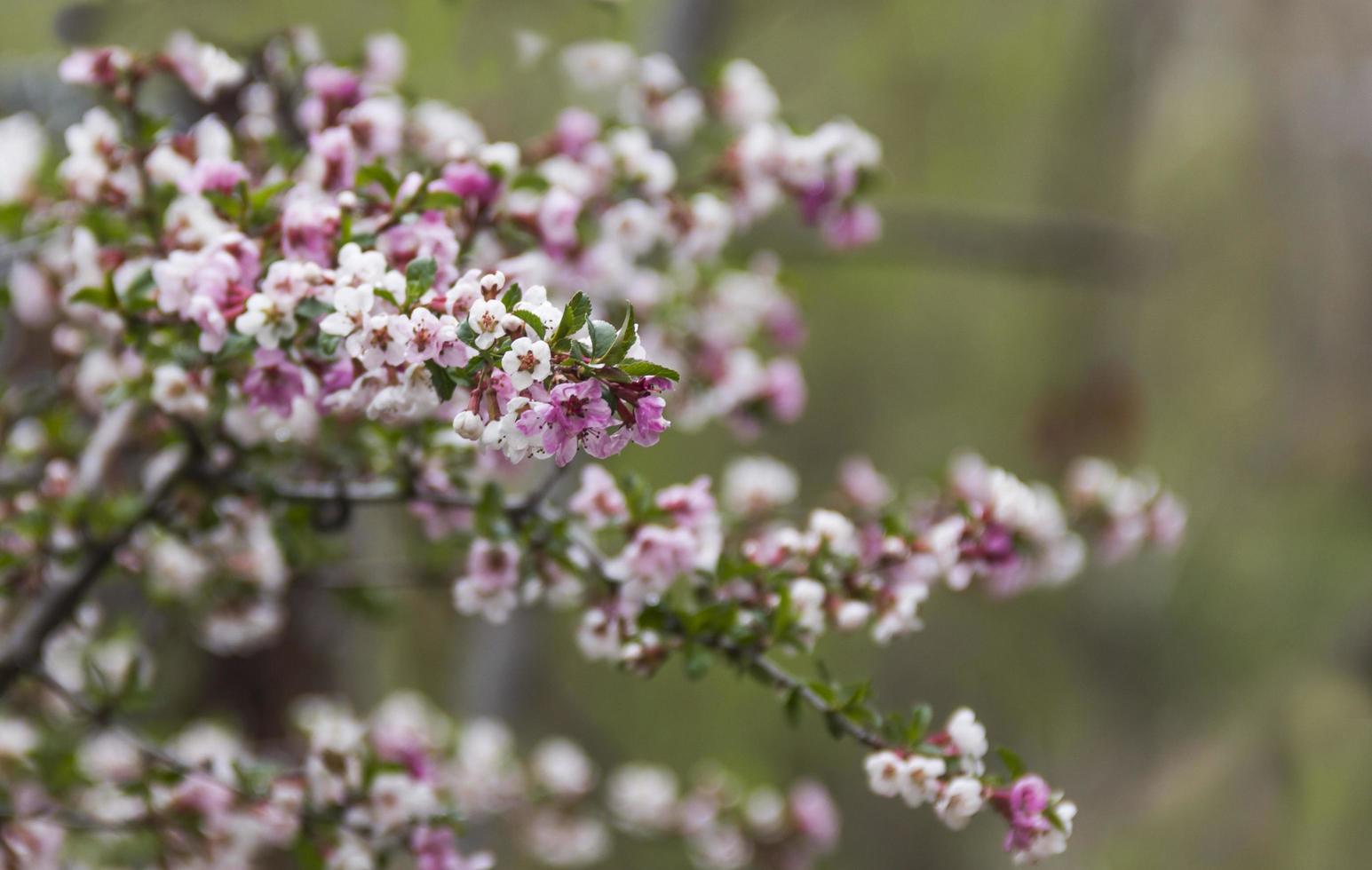 fiorisce nella stagione primaverile foto