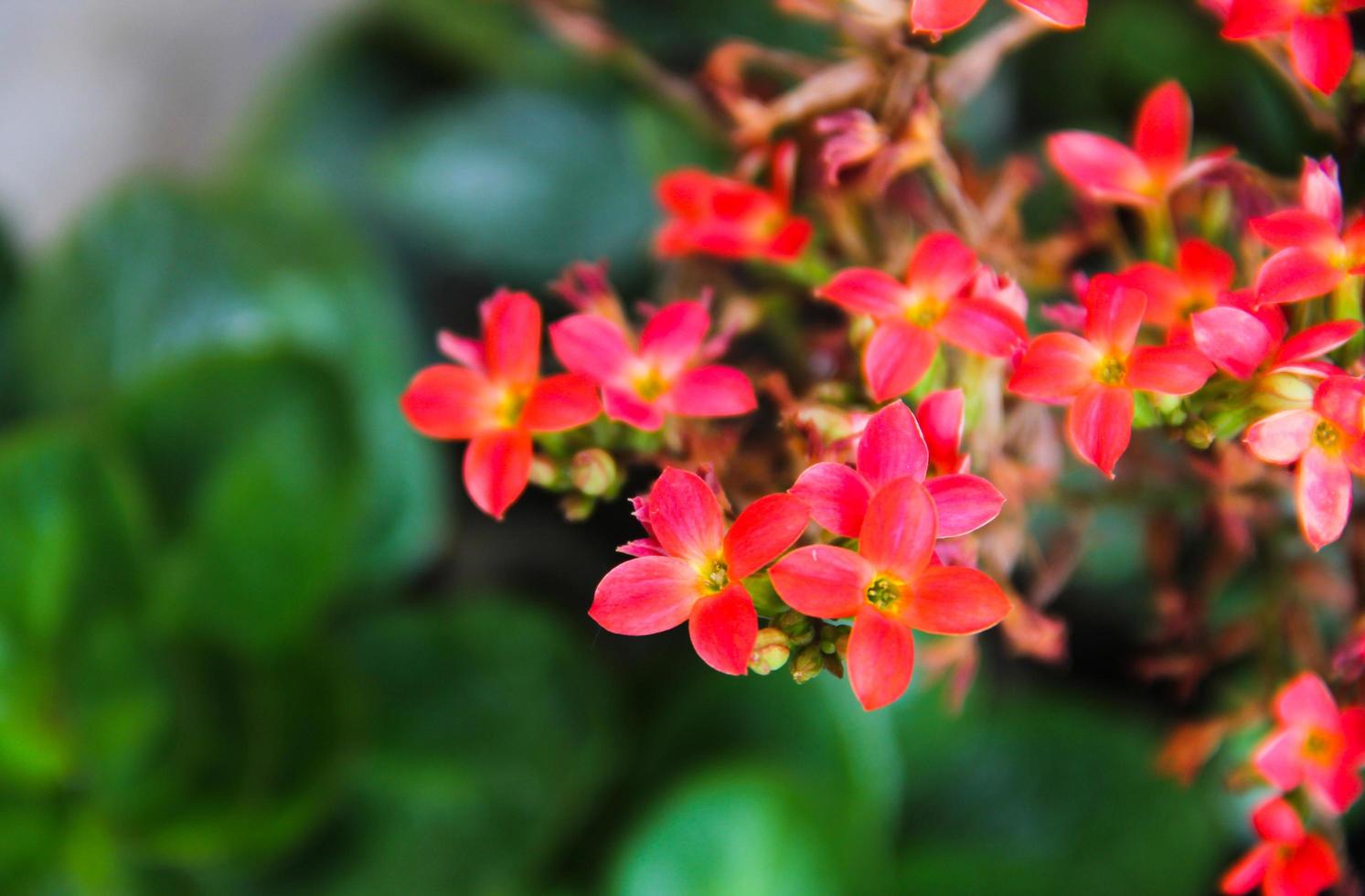 primo piano di fiori rossi foto