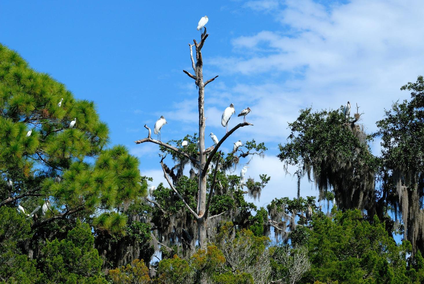 uccelli tropicali su un albero foto