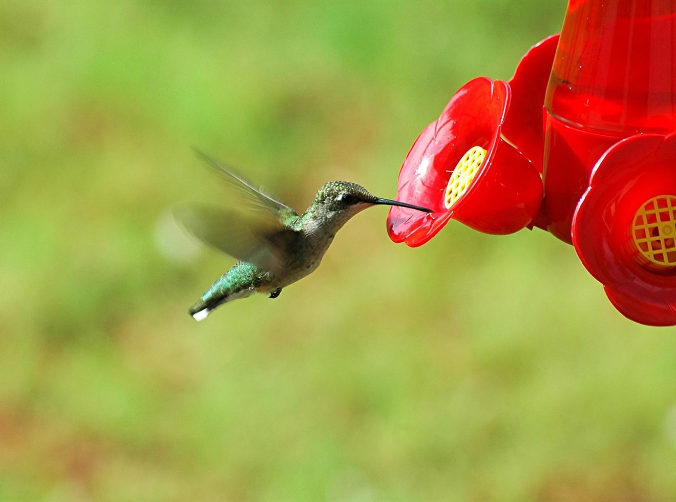 colibrì in una mangiatoia foto