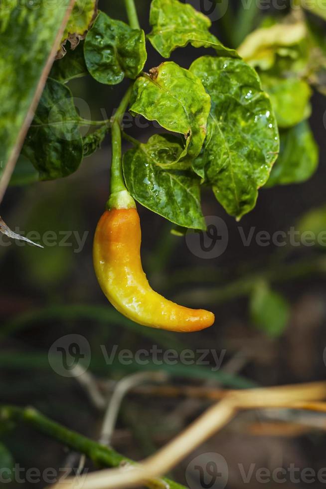 peperoncino di Cayenna Pepe come un' Spezia per speziato piatti. foto