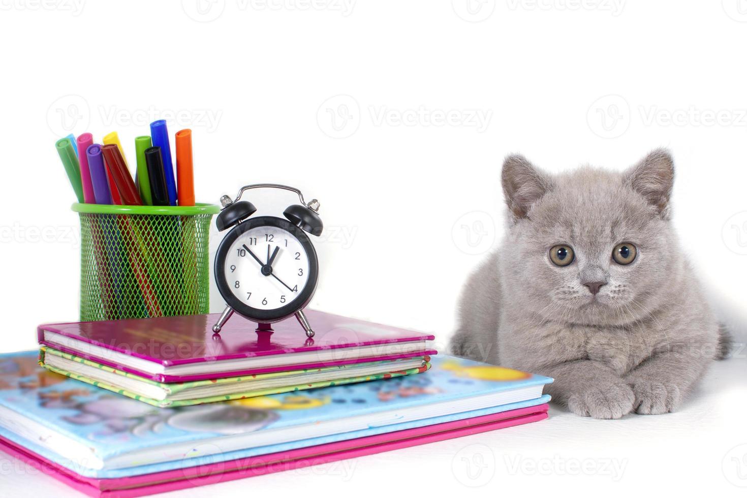 il affascinante grigio soffice Britannico gattino bugie, vicino il orologio, libri, matite. benvenuto per scuola foto