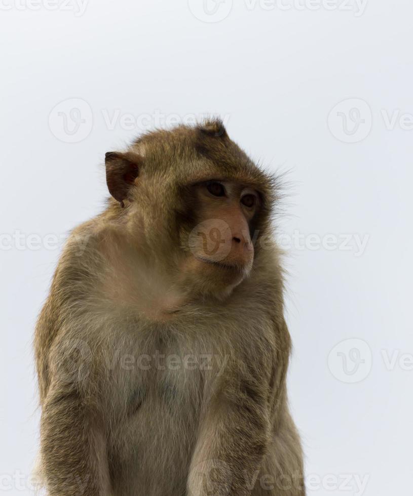 macaco scimmia avvicinamento foto