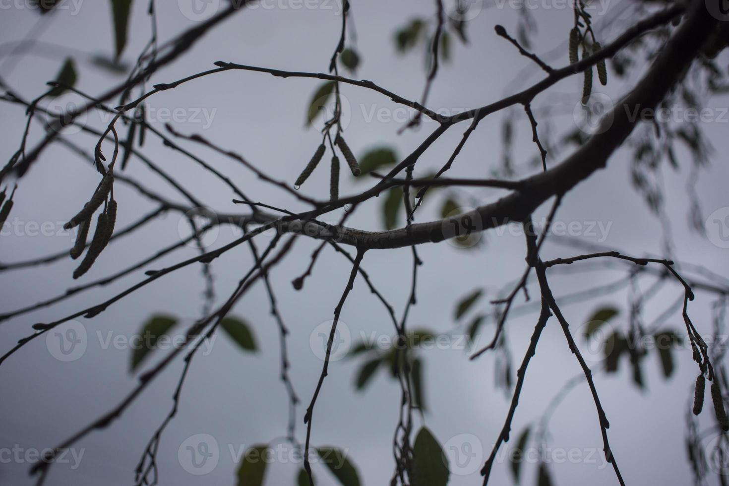 ontano con gocce di pioggia su il sfondo di autunno foto