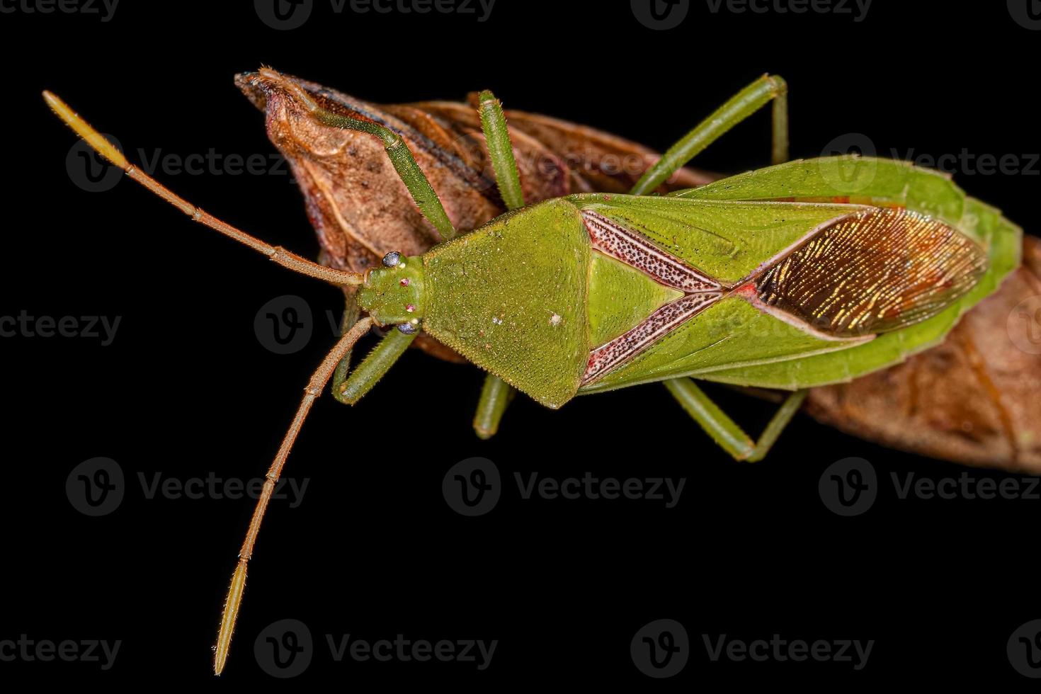 insetto adulto dai piedi di foglia foto