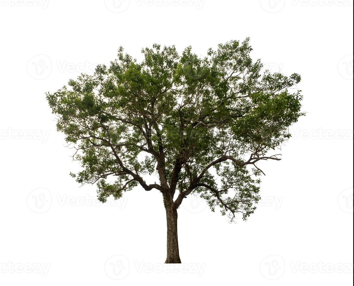 albero isolato su sfondo bianco foto