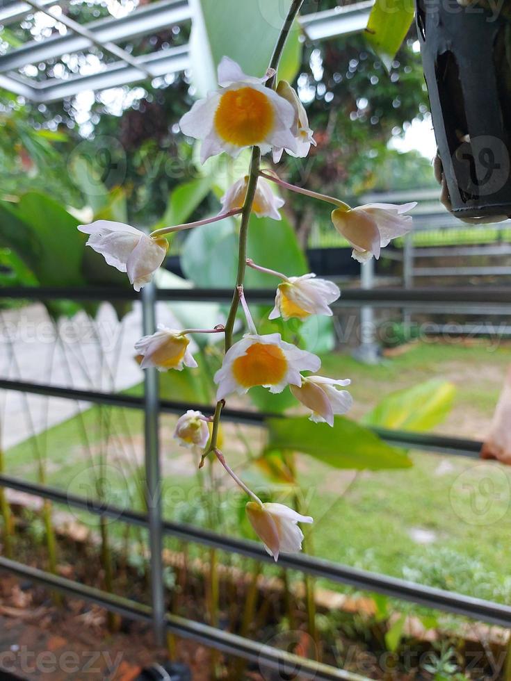 selettivo messa a fuoco di bellissimo dendrobium tirsiflorum orchidea fiore nel giardino. suo binomiale nome è dendrobium tirsiflorum b williams. foto