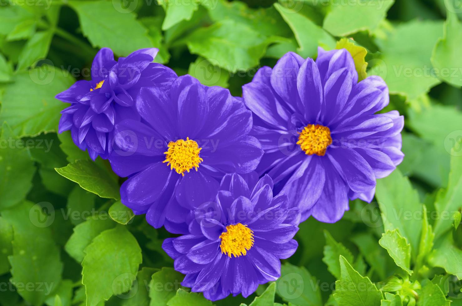 cuore dei bellissimi fiori blu in natura 1316391 Stock Photo su Vecteezy