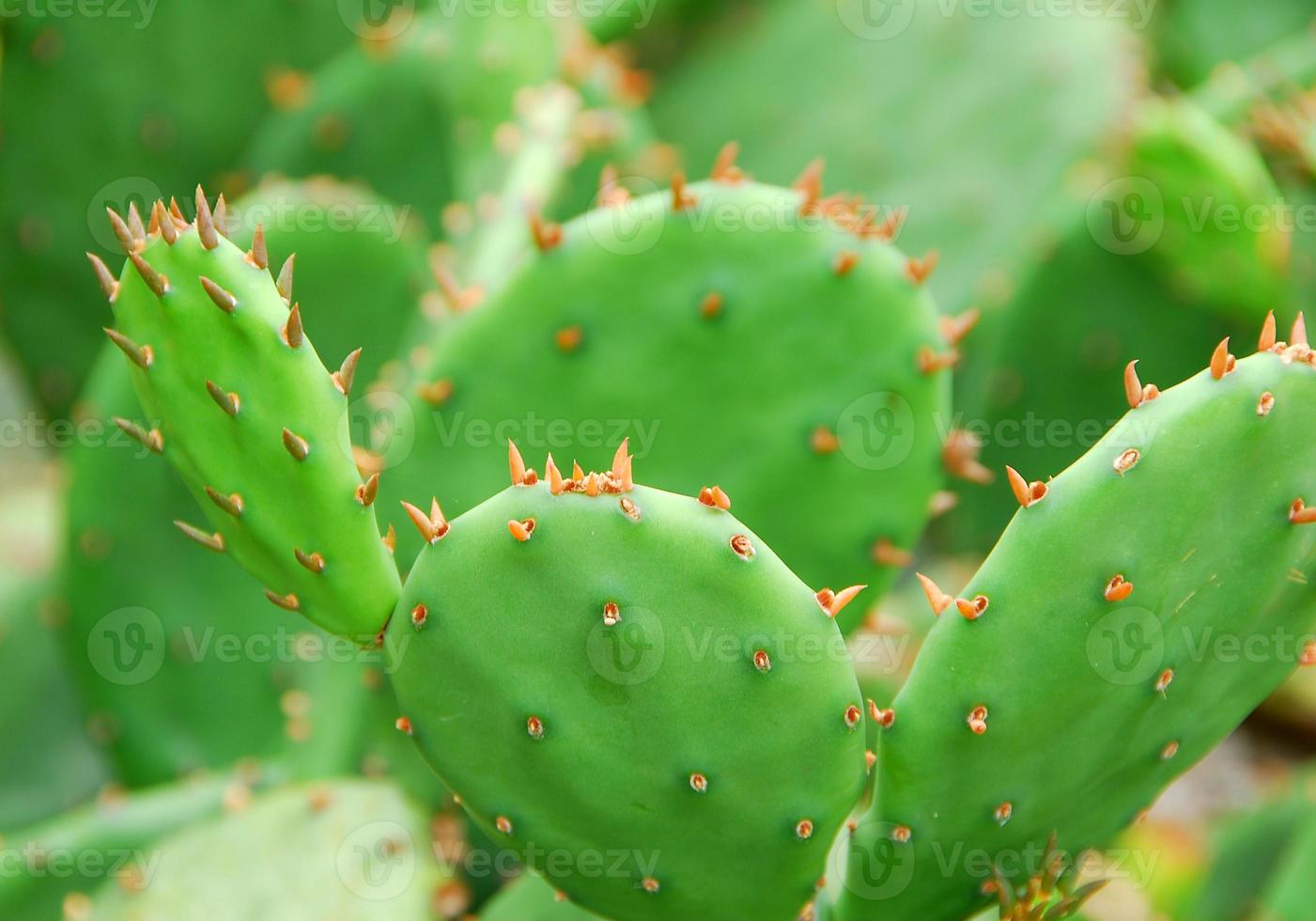 pianta di cactus verde foto