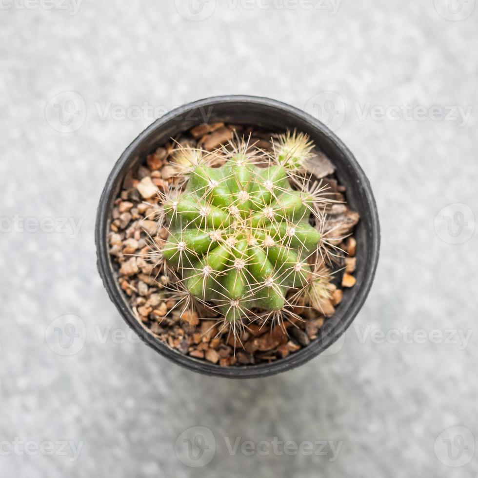 primo piano cactus foto