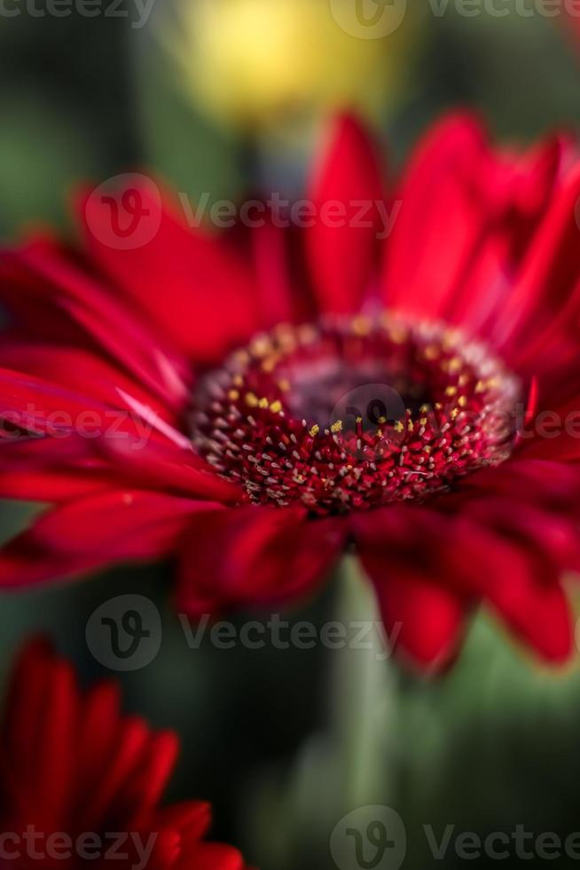 barberton margherita . rosso foto