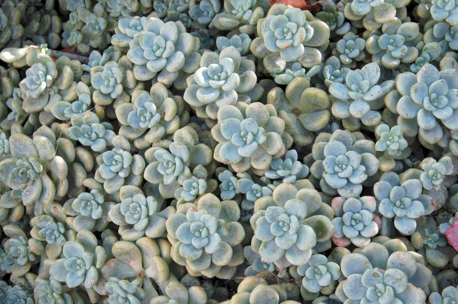 cluster di piante succulente foto