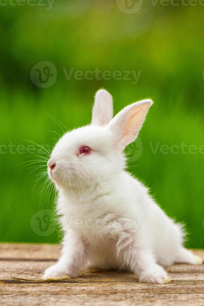ritratto di un' divertente bianca coniglio su un' verde naturale sfondo foto