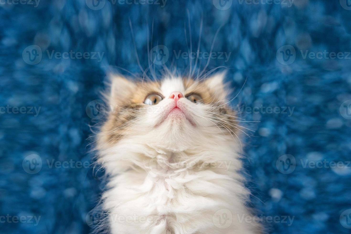 carino gattino guardare su con sorpresa su blu sfondo foto
