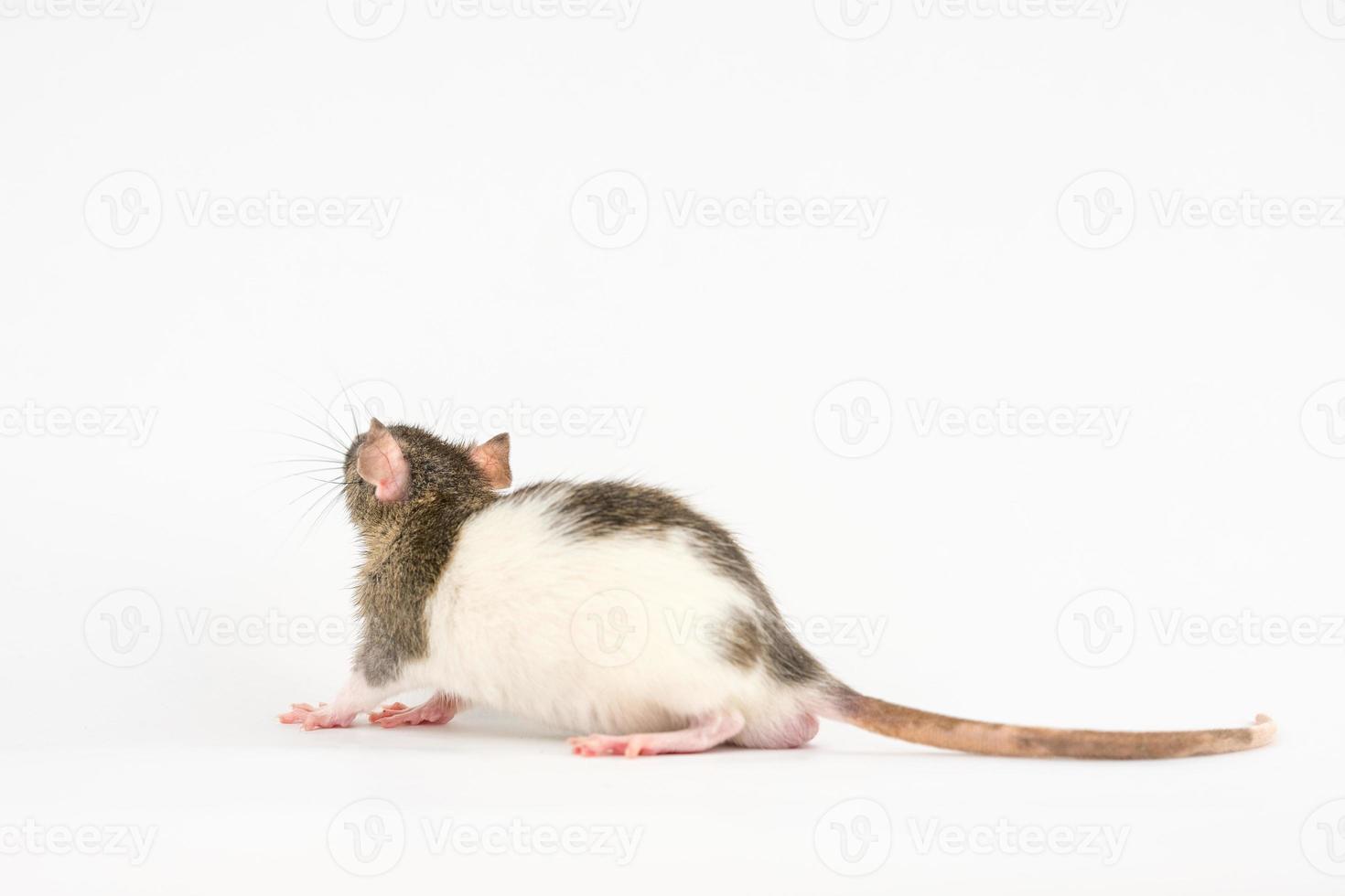 bellissimo ratto bianco-grigio colore su bianca sfondo è isolato foto