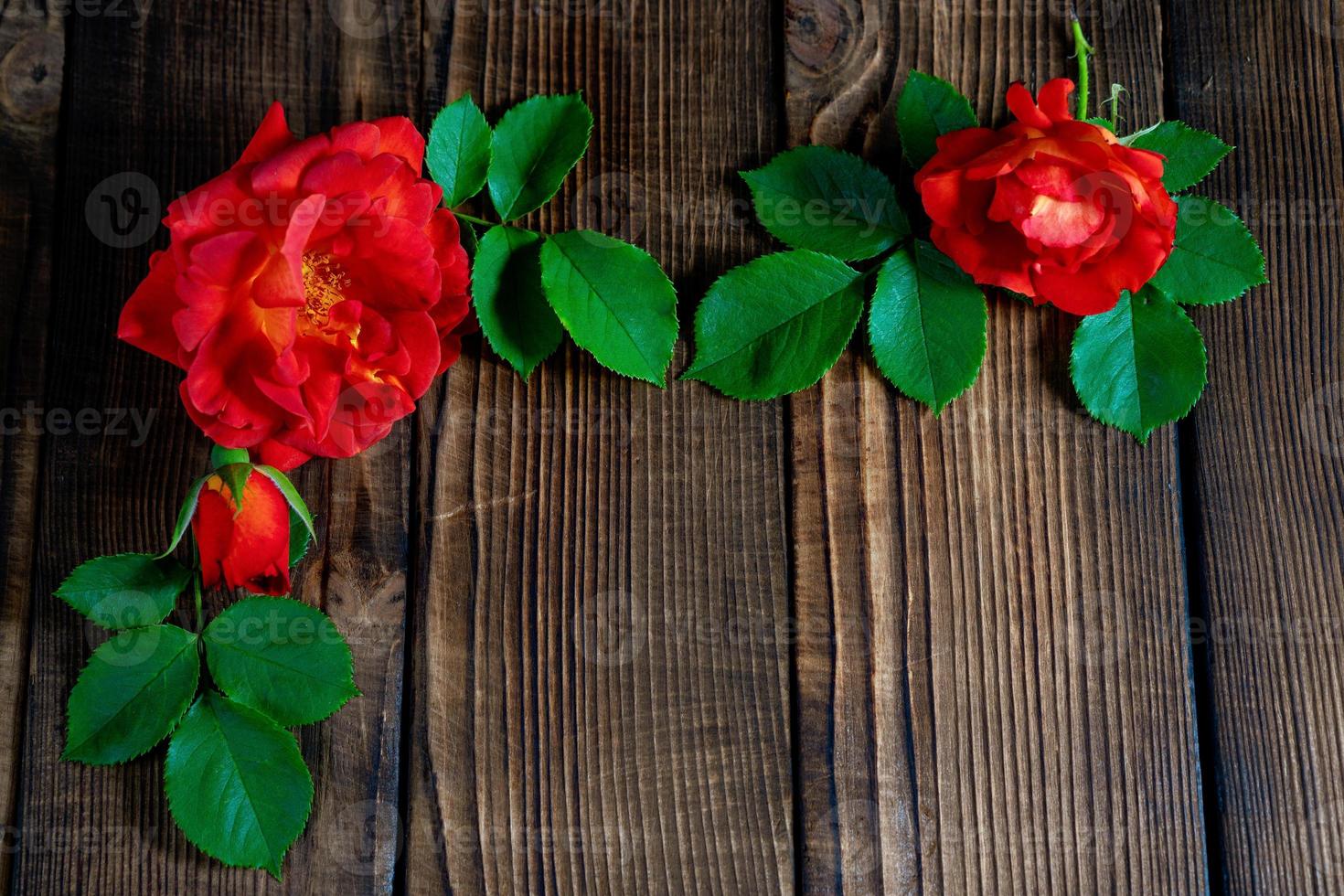 bellissimo rosso Rose su un' di legno sfondo foto