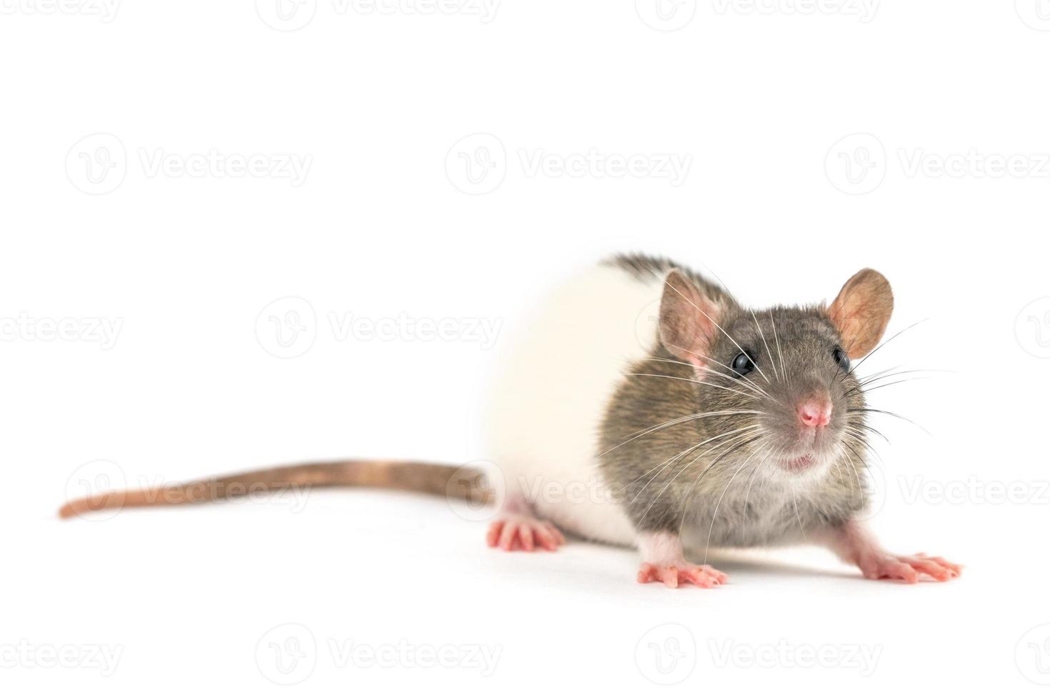 ritratto di un' animale domestico ratto su un' bianca sfondo è isolato foto