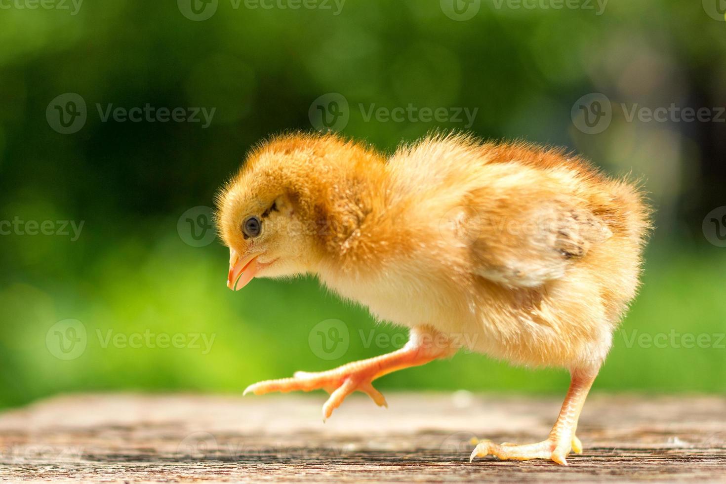 un' piccolo Marrone pollo sta su un' di legno sfondo, seguito di un' naturale verde sfondo foto