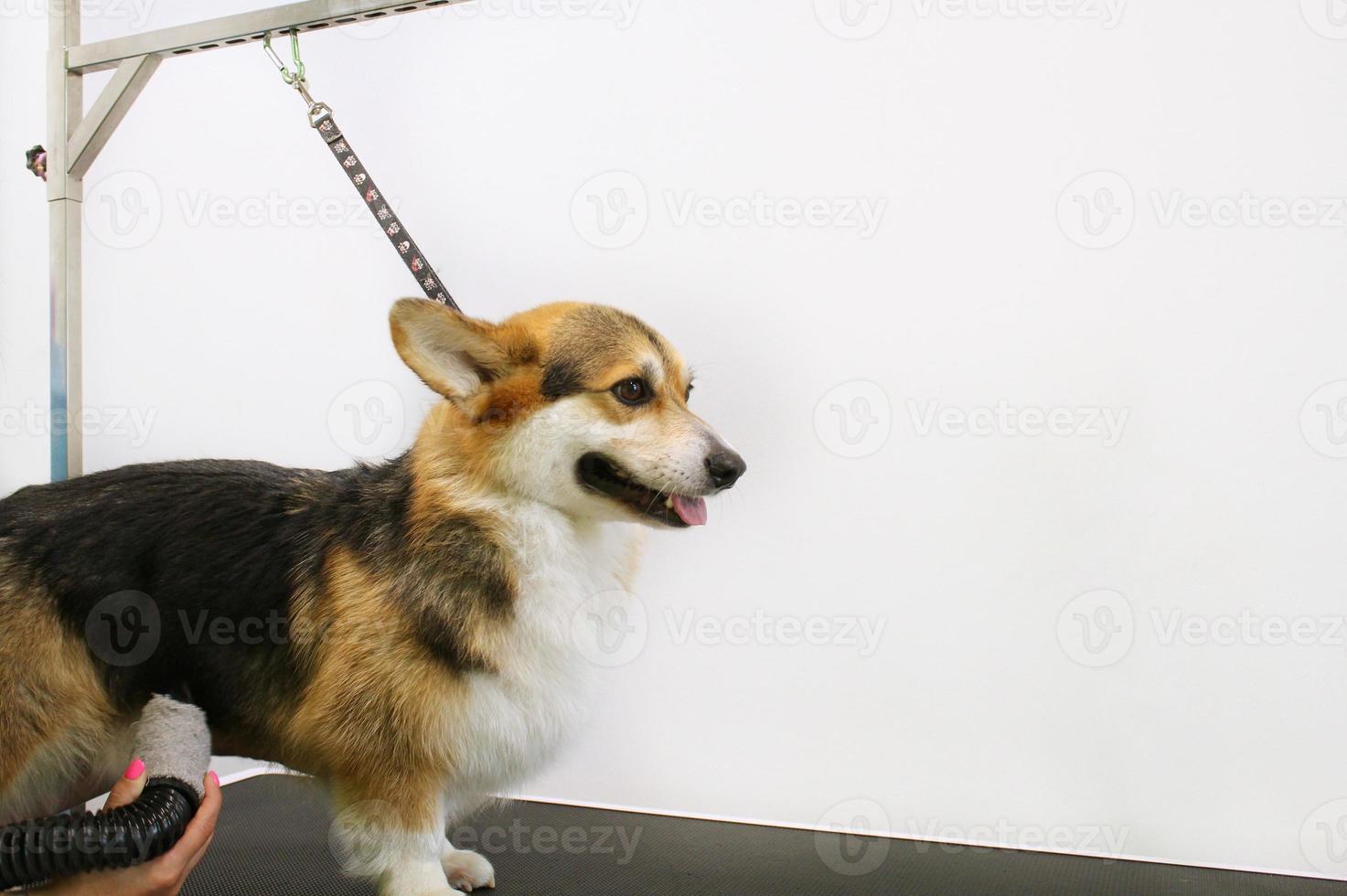 animale domestico professionale maestro toelettatore soffio essiccazione corgi gallese pembroke cane dopo lavaggio nel governare salone. femmina mani utilizzando capelli asciugatrice ottenere pelliccia secco con un' soffiatore. animale acconciatura concetto. avvicinamento. foto