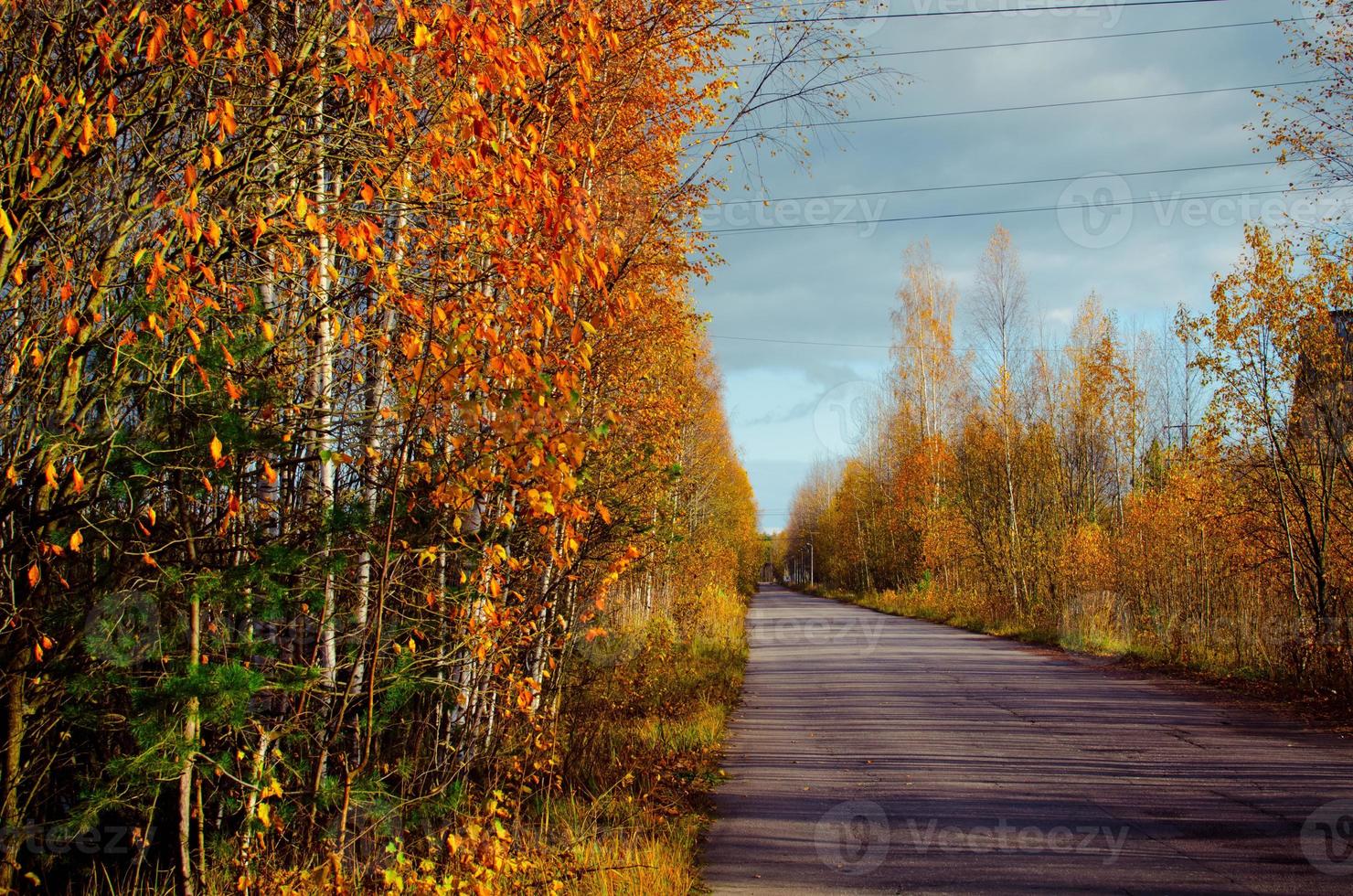 Visualizza su un vuoto asfalto strada fra arancia autunno alberi foto