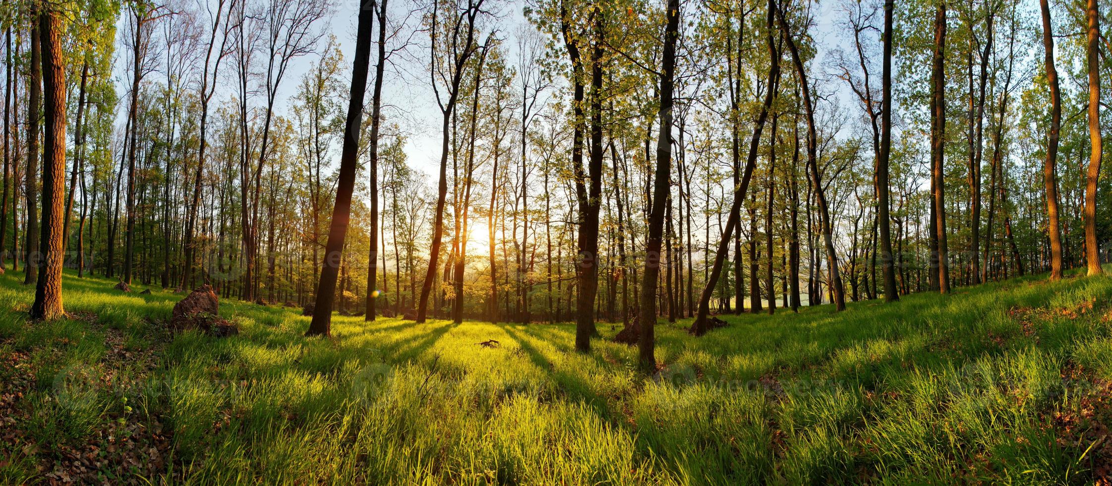 panorama della foresta di primavera con il sole foto