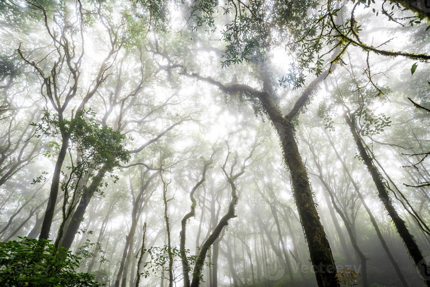 foresta di alberi nella stagione autunnale della thailandia foto