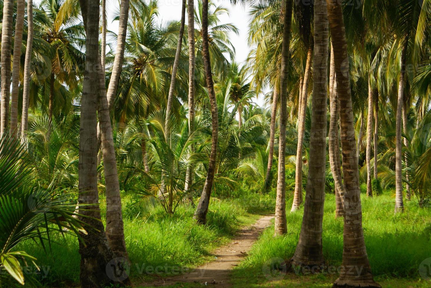foresta di palme verdi nell'isola colombiana di mucura foto