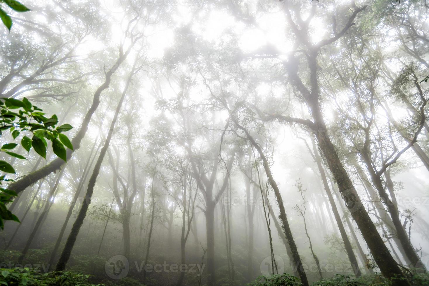 foresta di alberi nella stagione autunnale della thailandia foto