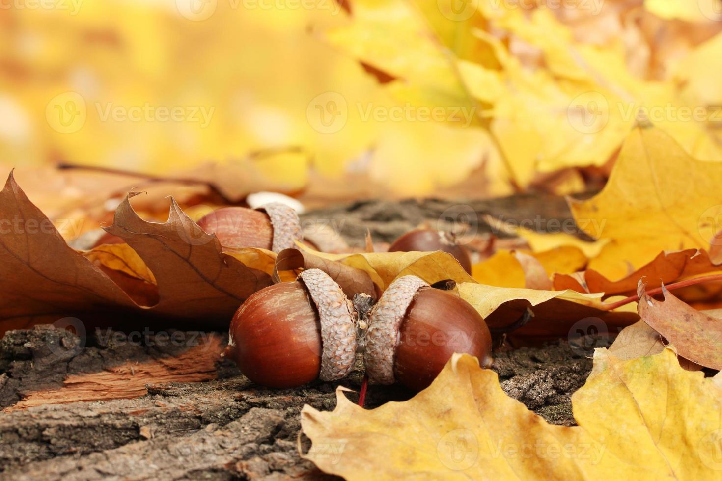 Ghiande Marroni Su Foglie Di Autunno Da Vicino Foto D Archivio