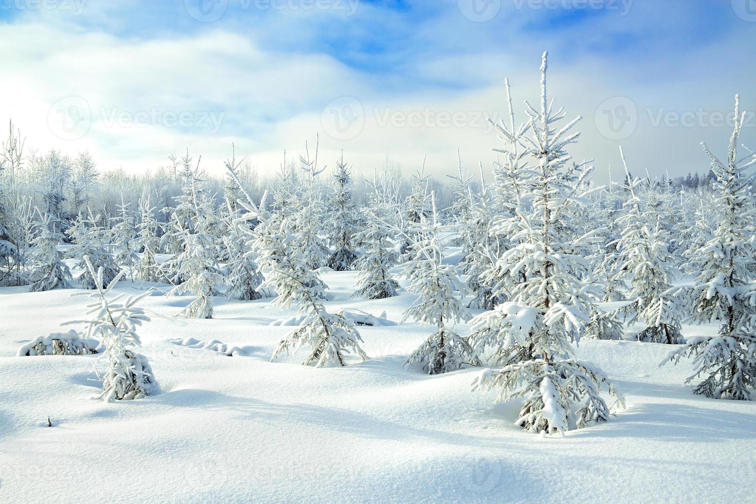 paesaggio rurale invernale con la foresta e il cielo blu foto