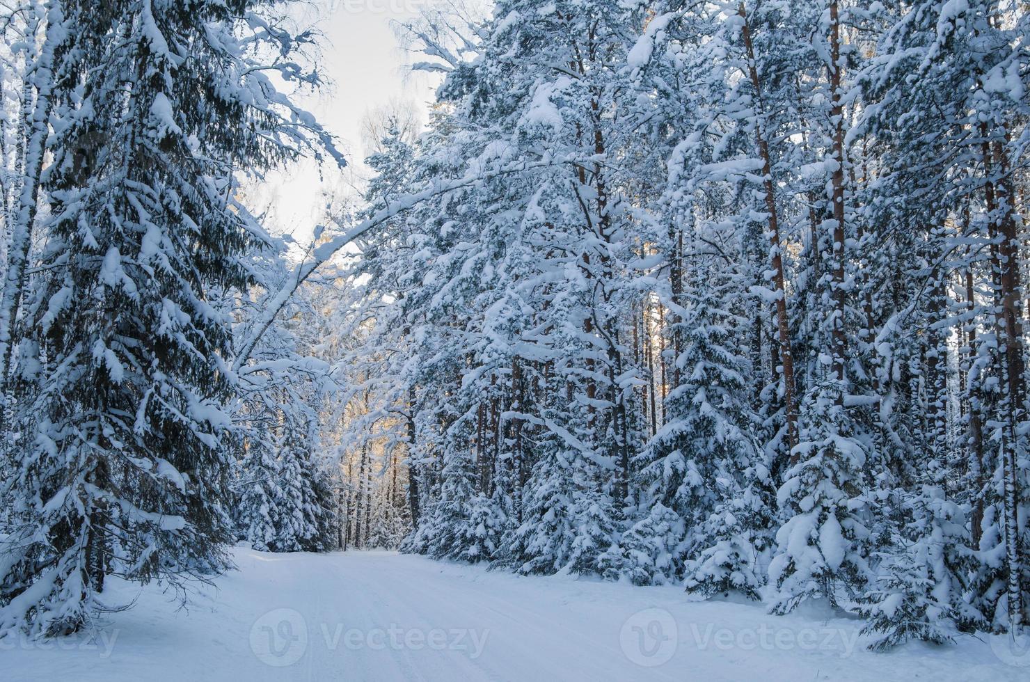 abete rosso coperto di neve nella foresta invernale. viitna, estonia. foto