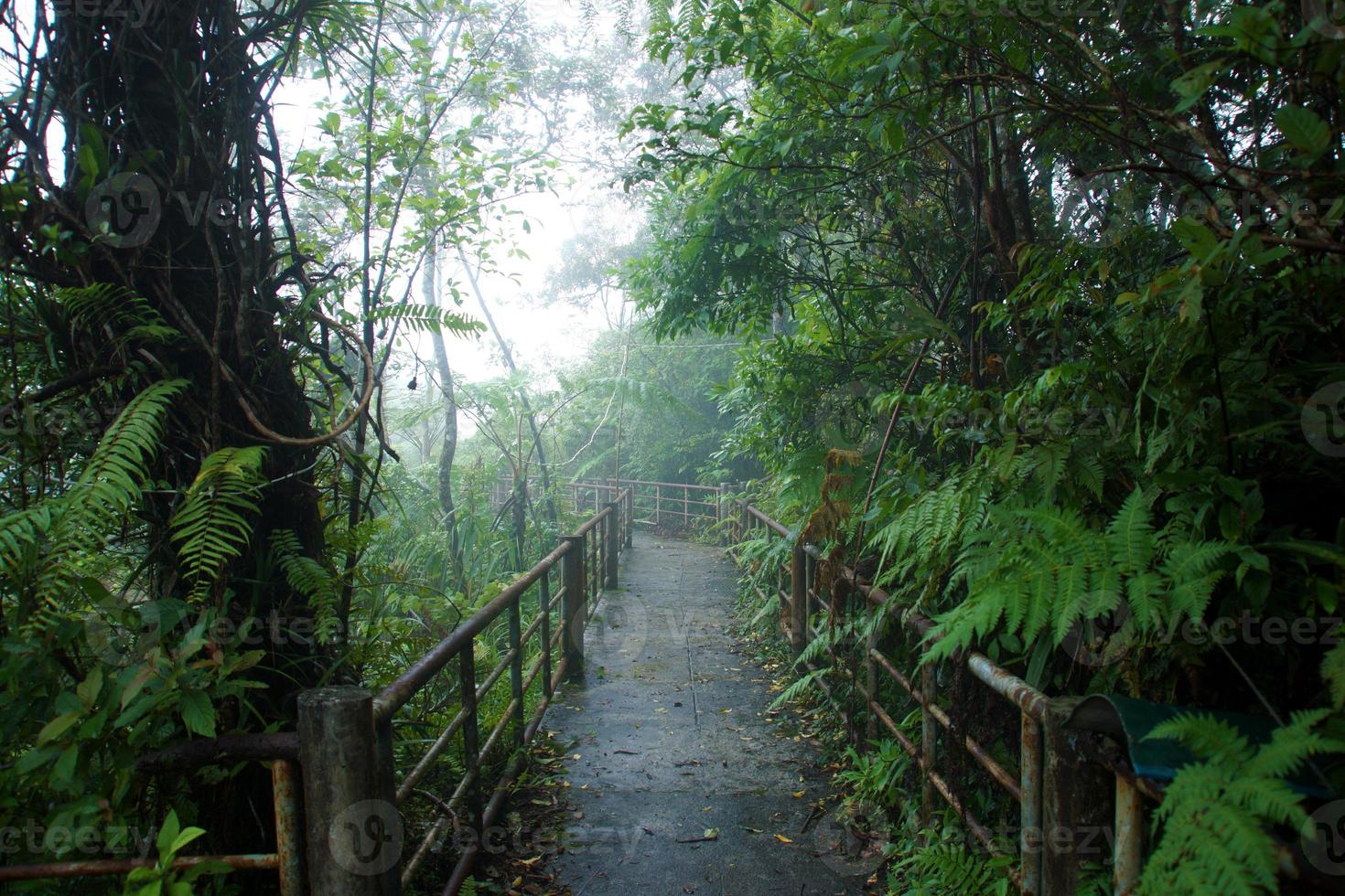 passeggiata nella natura nella foresta pluviale e copertura nuvolosa. foto