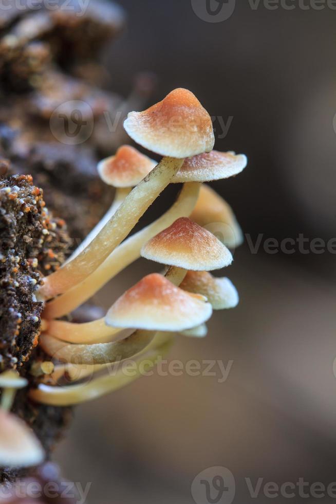 funghi che crescono su un albero vivo nella foresta foto