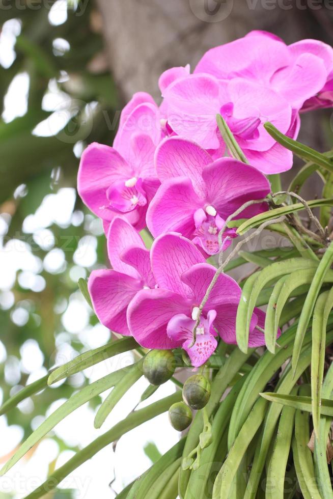 orchidee viola sugli alberi. foto
