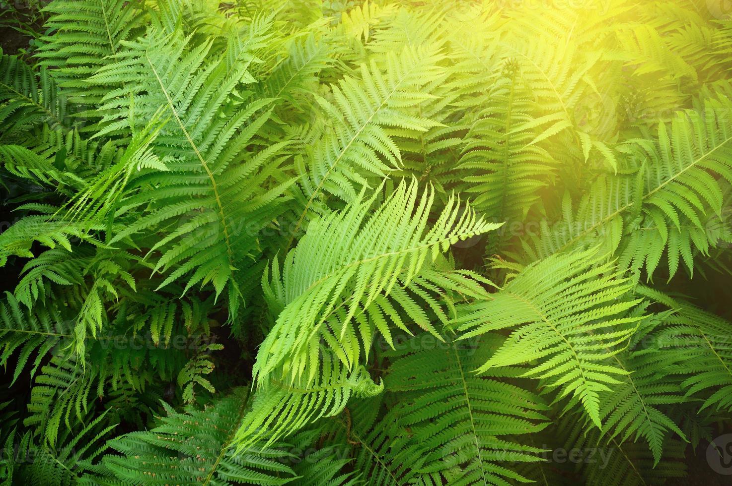 foto d'epoca di felce verde lussureggiante. pteridium aquilinum