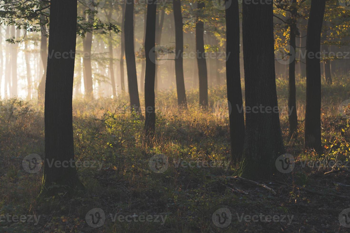 bella scena mattutina nella foresta con i raggi del sole foto