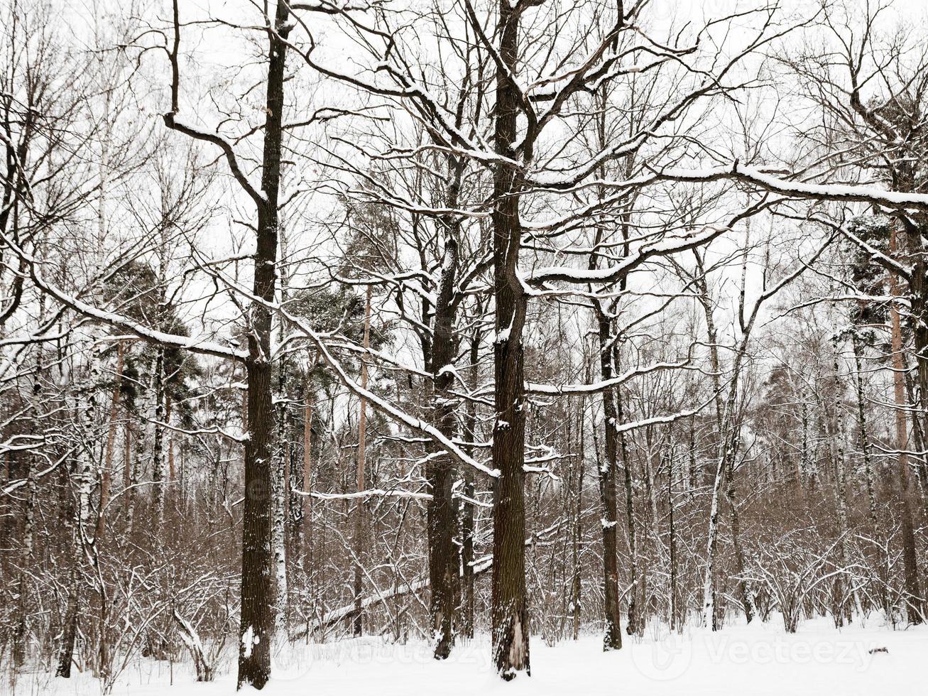nevoso querce e pino alberi nel inverno foresta foto