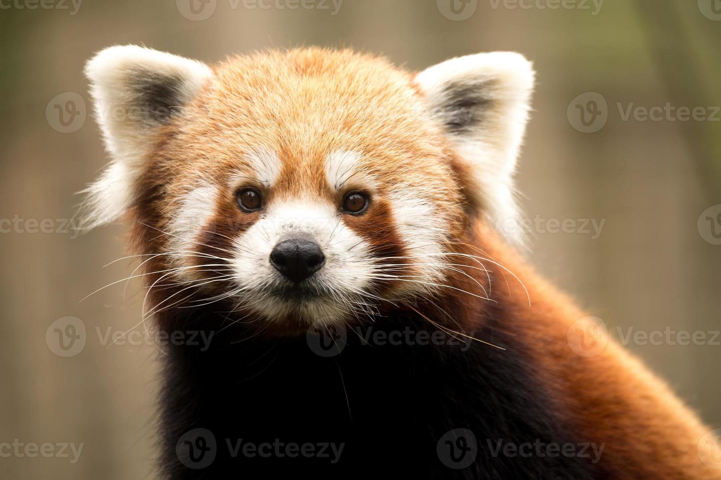 panda rosso (ailurus fulgens) foto