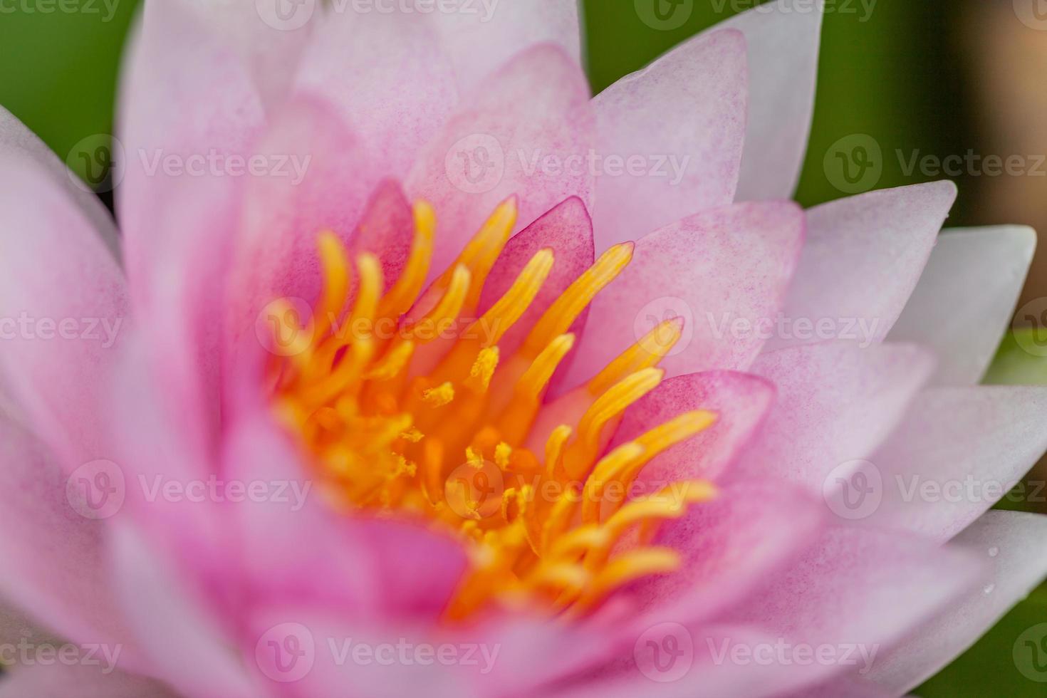 fiore di loto rosa foto
