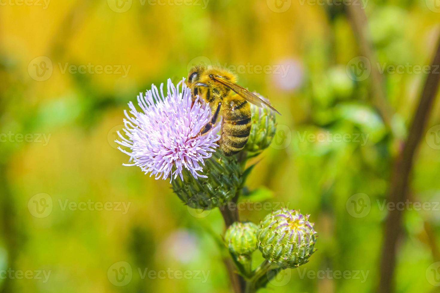 api bombi e vespe volare nel viola rosa fiori fiori. foto