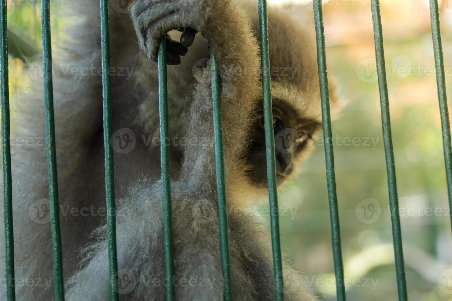 scimmia in una gabbia foto
